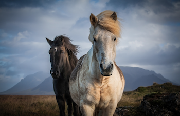 Horses Iceland